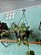 Peperomia Scandens G - Imagem 2