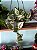 Jiboia Njoy Variegata - Imagem 1