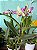 Orquídea Catileia Mine - Imagem 3
