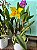 Orquídea Catileia Mine - Imagem 2