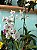 Orquídea Denfal Sortida - Imagem 1