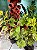 Coleus Sortido G - Imagem 1
