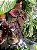 Coleus Sortido G - Imagem 2