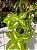 Coleus Sortido G - Imagem 3