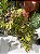 Coleus Sortido G - Imagem 4