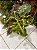 Coleus Sortido G - Imagem 5