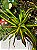 Croton Sortido Médio - Imagem 1
