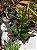 Croton Sortido Médio - Imagem 2