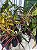Croton Sortido Médio - Imagem 3