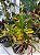 Croton Sortido Médio - Imagem 4