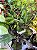 Croton Sortido Médio - Imagem 5