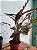 Maranta Peluda - Imagem 1