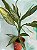 Aglaonema SC - Imagem 1