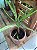Aglaonema SC - Imagem 2