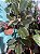Ficus Elasticus Rubro - Imagem 1