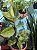Ficus Elasticus Mooshine - Imagem 2