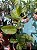 Ficus Elasticus Mooshine - Imagem 1