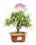 Bonsai Caliandra Rosa 3 anos - Imagem 1