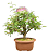 Bonsai Caliandra Rosa 3 anos - Imagem 3