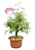 Bonsai Caliandra Rosa 3 anos - Imagem 4