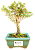 Bonsai Serissa Rosa / Foetida 2 anos - Imagem 3