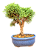Bonsai Shimpaku 2 anos - Imagem 4