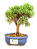 Bonsai Shimpaku 2 anos - Imagem 1