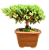 Bonsai Junípero Procumbens - Imagem 2
