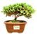 Bonsai Junípero Procumbens - Imagem 3