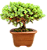 Bonsai Junípero Procumbens - Imagem 4