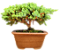 Bonsai Junípero Procumbens - Imagem 1