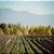 ANAIA SAUVIGNON BLANC 2021 - Imagem 2