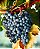 VALMARINO SANGIOVESE 2022 - Imagem 2