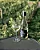 Vinho Cobogo Sauvignon Blanc 2024 - Imagem 2