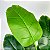 Planta Artificial Realista Estrelicia, Folhas de Bananeira, Plantas para Decoração de Casa, Escritório, Cozinha, Sala De Estar - Imagem 5