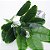 Planta Artificial Realista Estrelicia, Folhas de Bananeira, Plantas para Decoração de Casa, Escritório, Cozinha, Sala De Estar - Imagem 6
