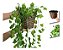 Arranjo C/ 3 Trepadeira + Vaso Trançado Marrom | Arranjo Trepadeira Artificial para Decorações | Plantas para Decoração de Casa, Sala De Estar, Casamento & Escritorio (Folhas de Hera) - Imagem 6