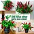 Vaso Arranjo Pimenteira Planta 1 Buque Pimenta Artificial, Plantas para Decoração de Casa, Escritório, Cozinha, Sala De Estar - Imagem 4