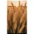 100 Hastes Trigo Natural Seco Desidratado Plantas para Decoração de Casa, Casamento, Escritório, Cozinha, Sala De Estar - Imagem 3