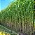 Super Sorgo Forrageiro - Imagem 1