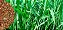 Capim Miyagui (Panicum Maximum) - Imagem 2
