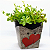 Kit Cachepot de Papel Pote 6 PP 7x7x5,5cm Tema Floral 6un - Imagem 6