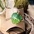 Kit Aplique Folhagem Zen Tag Folha Frases 100u 4 Modelos 5x6 - Imagem 10