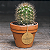 Tag Para Planta Flores Cultive O Amor Kraft Redonda 6cm 100u - Imagem 4