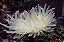 Anêmona Pink Tip Caribe - Imagem 1
