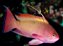 Anthia Squamipinis macho Indo - Imagem 1