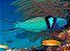 Blue Head Thalassoma - Imagem 1