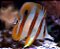 Copperband M - Imagem 1