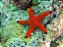 estrela red black tip - Imagem 1