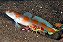 Flagtail Goby - Imagem 1